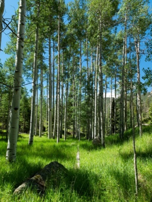 A fine example of one of those lush groves lost creek wilderness