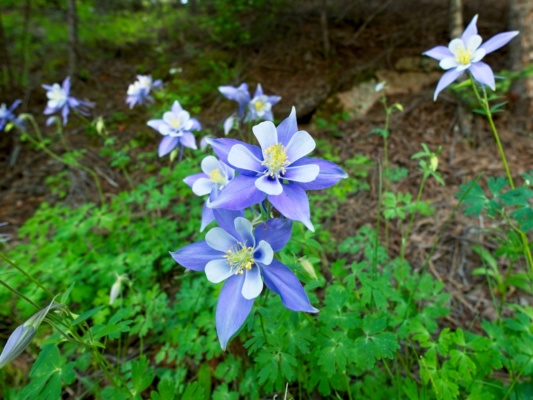 Some gorgeous wildflowers on the Goose Creek Trail