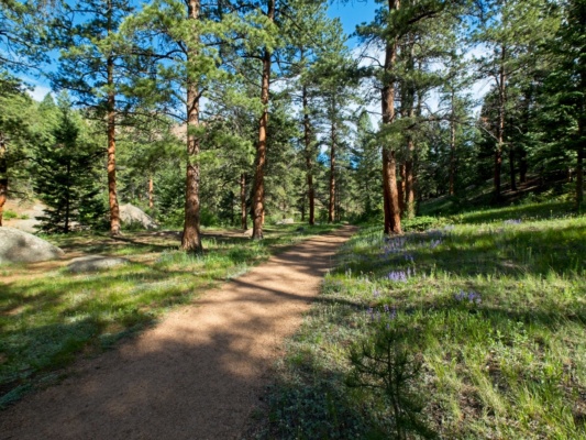 A nice wide avenue leads through the forest goose creek trail