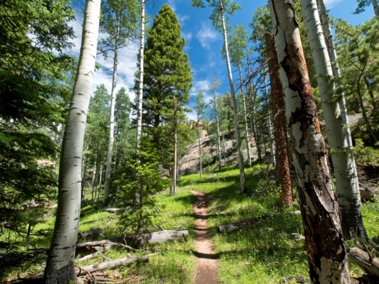 The dry pine forest is interspersed with lush stands of aspens lost creek wilderness