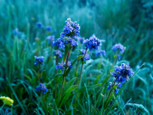 The temperatures dip below freezing at dawn, as evidenced by the frosty flowers wildflowers