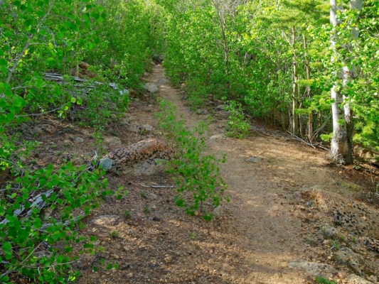 The trail passes through dense aspen trees lost creek wilderness