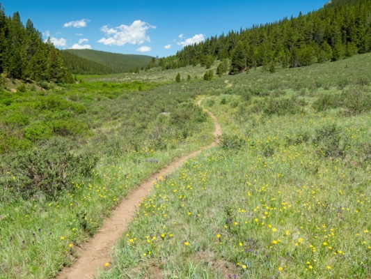 The Colorado Trail winds through meadows dotted with wildflowers colorado trail