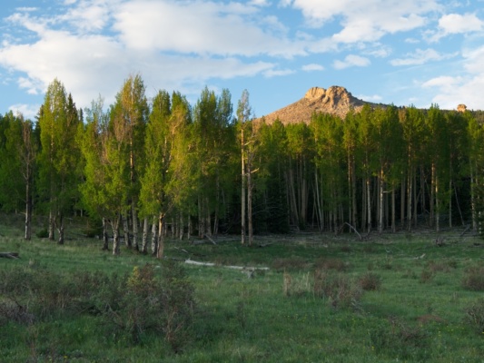 Stepping back from the woods a bit offers a lovely view of Zephyr in the evening light alphabetizer