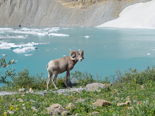 A bighorn sheep poses in front of the glacial lake glacier national park bighorn sheep