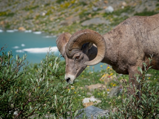 A bighorn sheep munching on the bushes near the Grinnell Glacier glacier national park bighorn sheep