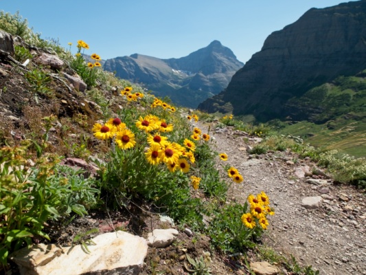 These asters are some of my favorite flowers on the trail; they're so bright and colorful! glacier national park wildflowers