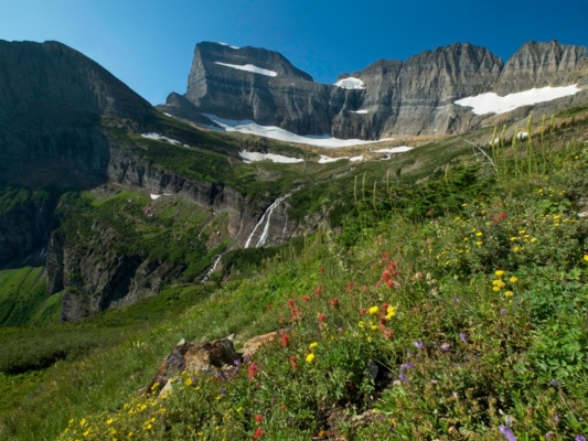 Just one of many displays of incredible wildflowers! glacier national park wildflowers