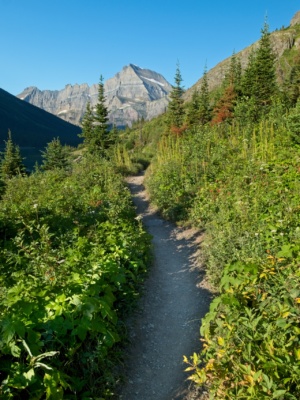 The path eventually leaves the shaded woods and begins climbing more quickly. glacier national park grinnell trail