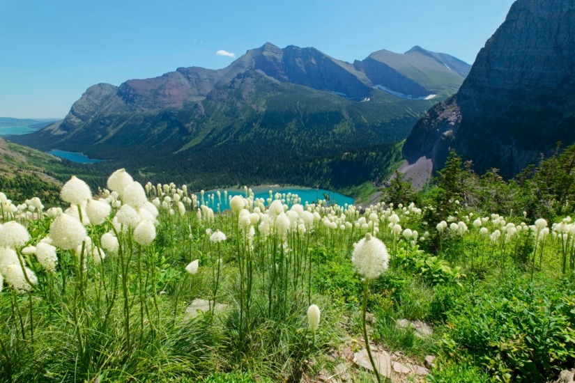 These flowers, i.e., bear grass, are beautiful! It's no wonder that they're an icon of Glacier National Park. glacier national park bear grass