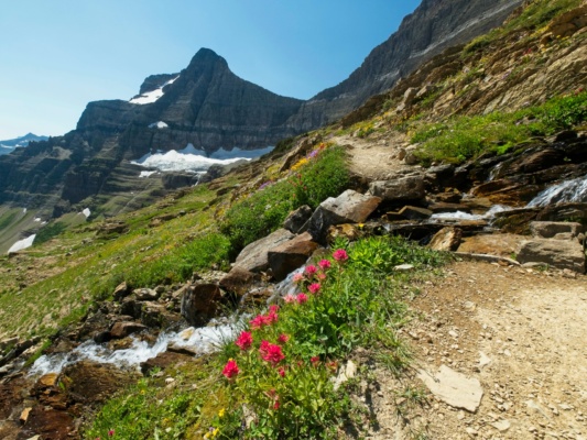 A few bunches of Indian Paintbrush beside a rushing creek glacier national park