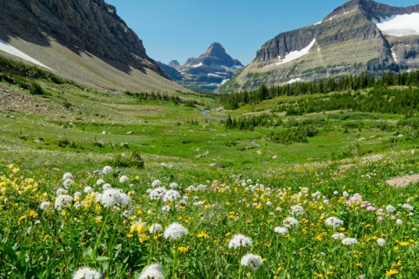 Look - more flowers! glacier national park preston