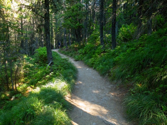 The trail winds through cool, shaded woods for several miles glacier national park ptarmigan trail