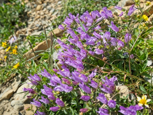 These flowers line the trail below Siyeh Pass glacier national park penstemon