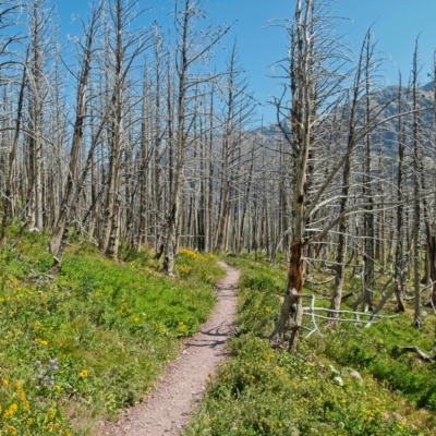 A wildfire killed all of these trees, leaving only sun-bleached skeletons glacier national park wildfire