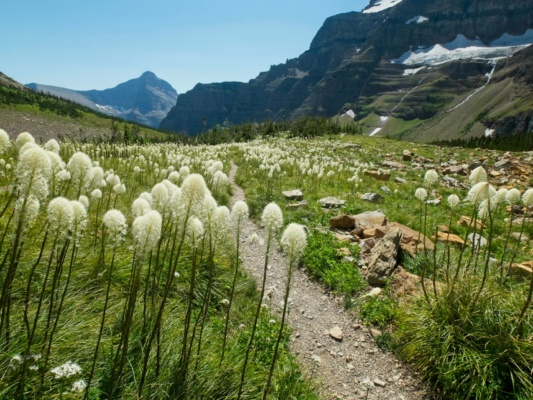 More of these beautiful flowers! Have I mentioned that they small magnificent too? glacier national park bear grass