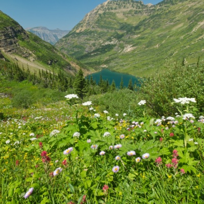 Several of the switchbacks offer nice views of Stoney Indian Lake with wildflowers in the foreground glacier national park