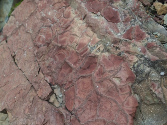 Looks like this bit of the sea floor got a little crusty before being turned into stone glacier national park geology