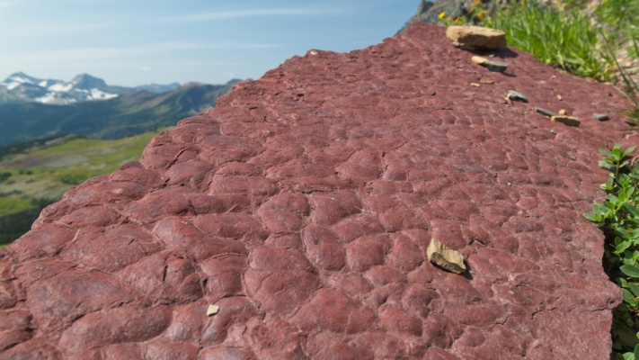 The remnants of some ancient seabed are clearly visible in this rock! glacier national park geology