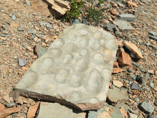 Another piece of the sea floor glacier national park geology