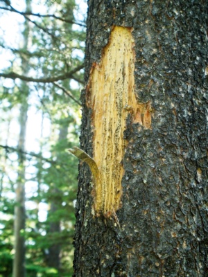 One of several reminders that grizzly bears roam these woods glacier national park