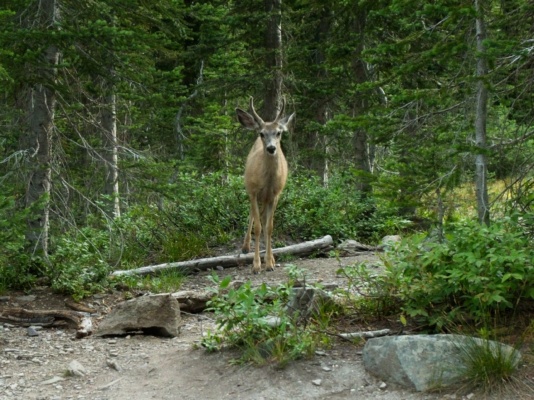 Although the deer are a little skittish, they seem more curious than afraid glacier national park deer