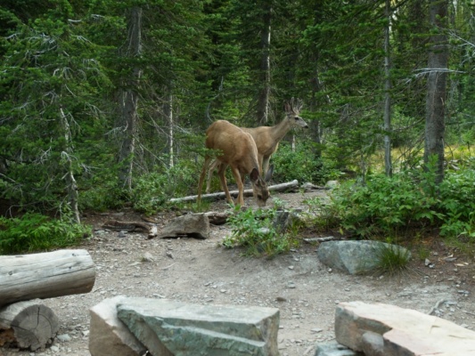 A few deer graze nearby while we eat breakfast glacier national park deer