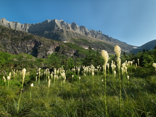 Some more of the pretty bear grass near Helen Lake glacier national park wildflowers