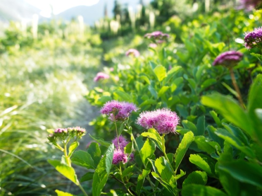 Another pretty, though unidentified (by me), wildflower glacier national park wildflowers