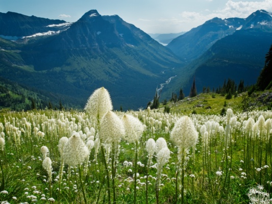 glacier national park wildflowers
