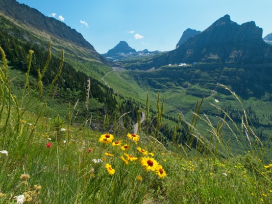 These flowers are some of my favorites; behind the blossoms, the Going To The Sun Road winds up to Logan Pass glacier national park wildflowers
