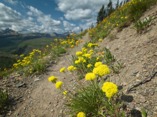 I haven't been able to figure out what these flowers are; any idea? glacier national park wildflowers