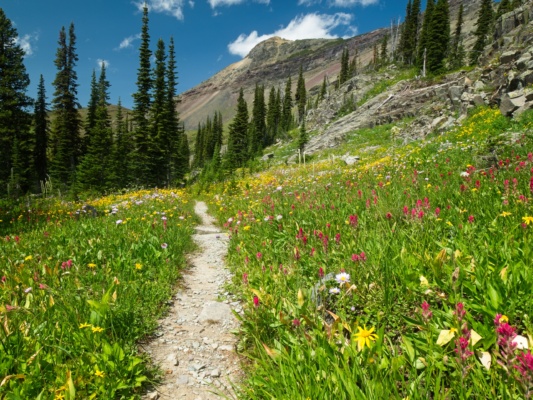 It's hot out in the afternoon sun, but the flower displays are on point. glacier national park