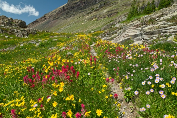A stunning display of color along the highline trail glacier national park wildflowers