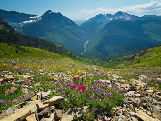 glacier national park wildflowers
