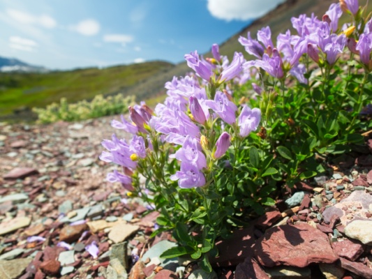 A particularly beautiful bunch of penstemon blossoms beside the trail glacier national park