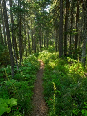 For a good portion of the morning, we trek through lush forests like this one glacier national park