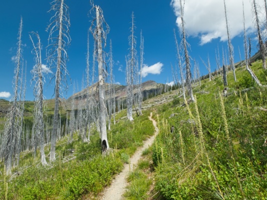 The trees have still not recovered from a past wildfire glacier national park