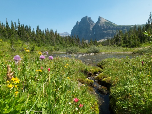 A small pond beside the trail supports a meadow full of wildflowers glacier national park