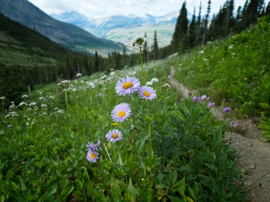 Some lovely wandering fleabane blossoms glacier national park wildflowers