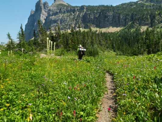Yet another meadow of beautiful flowers. :) glacier national park
