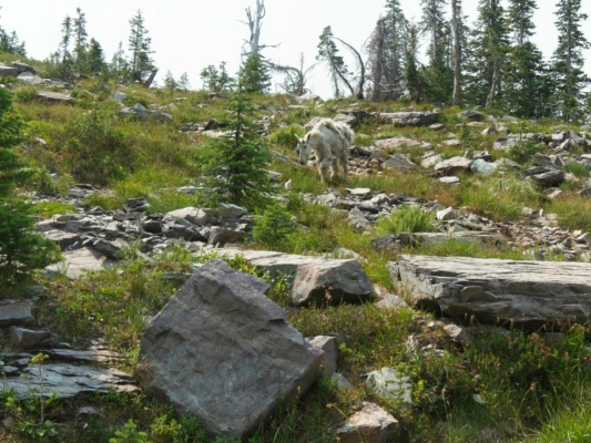A lone billy goat grazes near the trail glacier national park