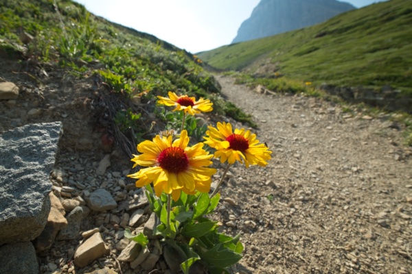 A beautiful bouquet of blanket flowers beside the trail glacier national park wildflowers