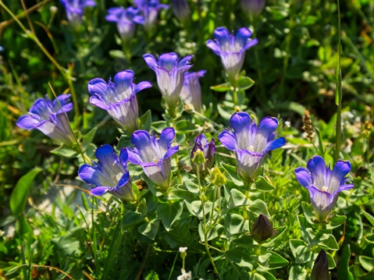 I just love the deep indigo color of these flowers glacier national park wildflowers