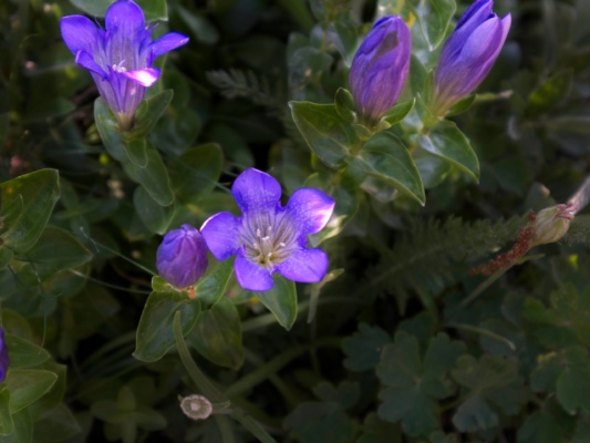There are hundreds of these beautiful blossoms along the trail! glacier national park wildflowers