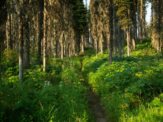 The trail remains in the woods for miles and miles glacier national park trail