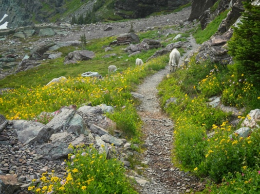 Upon meeting a group of goats on the trail, I yell and clap my hands until they move glacier national park
