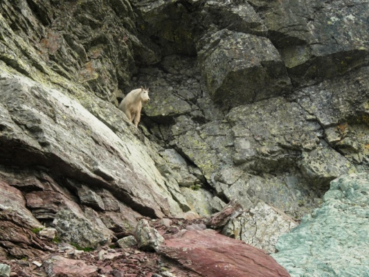A solitary goat perched near the trail watches me and other hikers walk by glacier national park goat