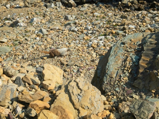 These marmots are so colorful! glacier national park marmot
