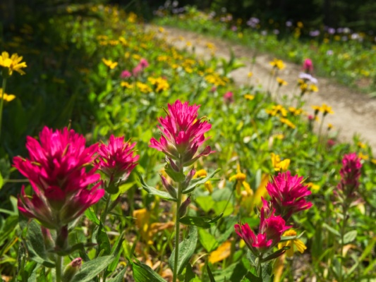 A particularly vibrant bouquet of Indian paintbrush catches my eye glacier national park wildflowers